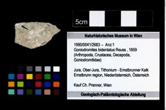 Foto (Objekt + Etikett) von Goniodromites bidentatus (Reuss, 1859)  (NHMW-GEO-1990-0041-2683)